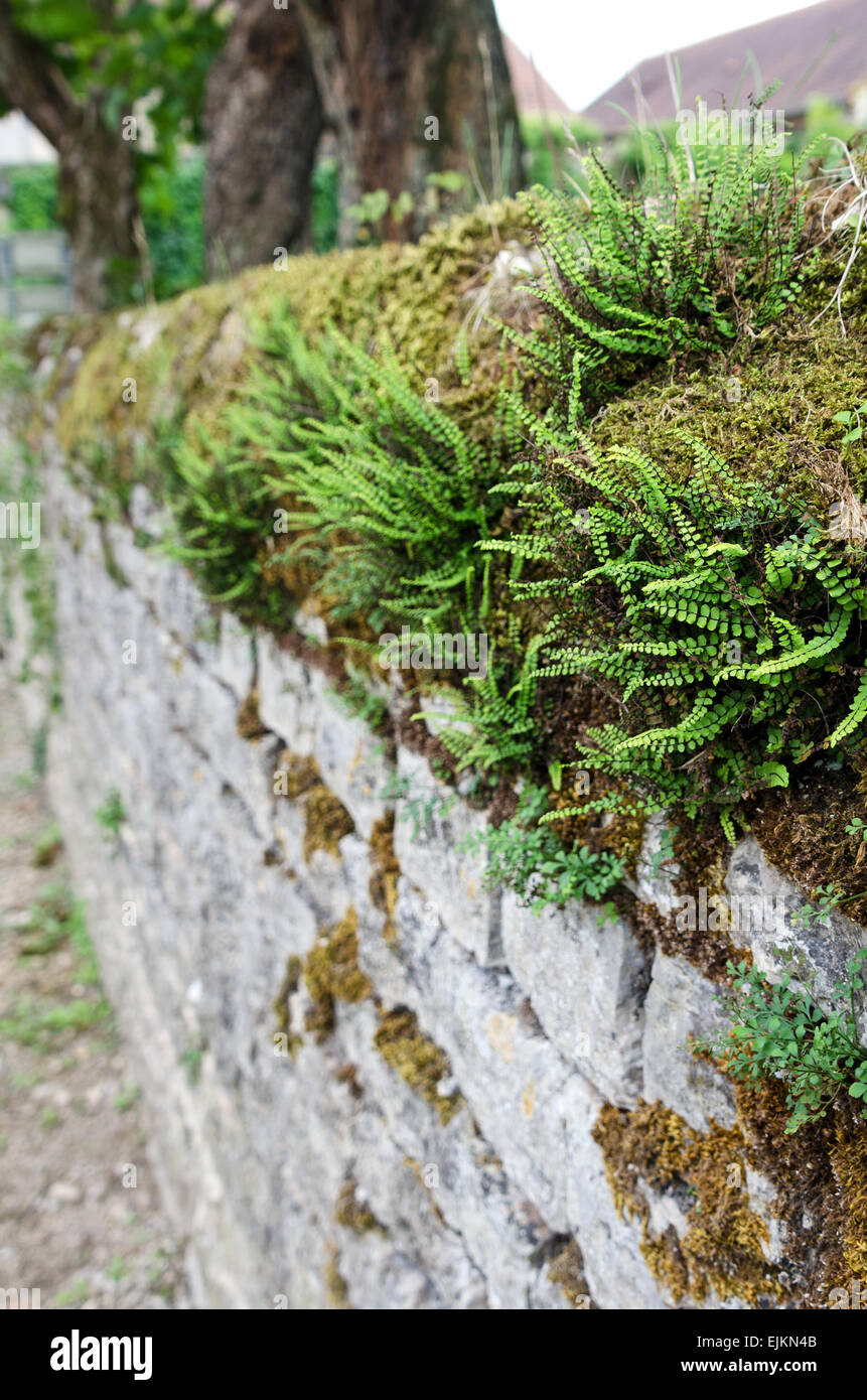 Felce capelvenere (Asplenium trichomanes) cresce in moss sulla parte superiore di un vecchio muro di pietra a Chagny, Saône-et-Loire, Borgogna, Francia. Foto Stock