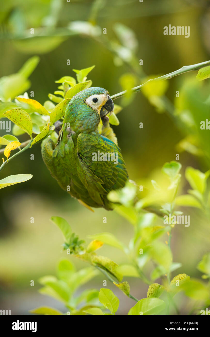 Castagne e fronteggiata macaw, Ara severus, Galibi, Suriname Foto Stock