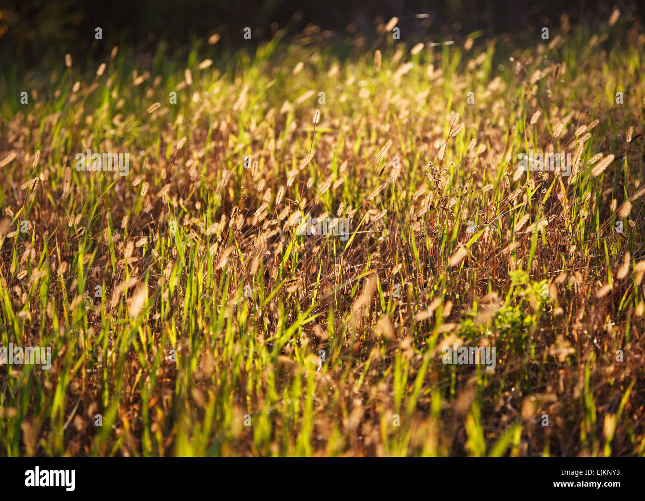 campo di erba Foto Stock