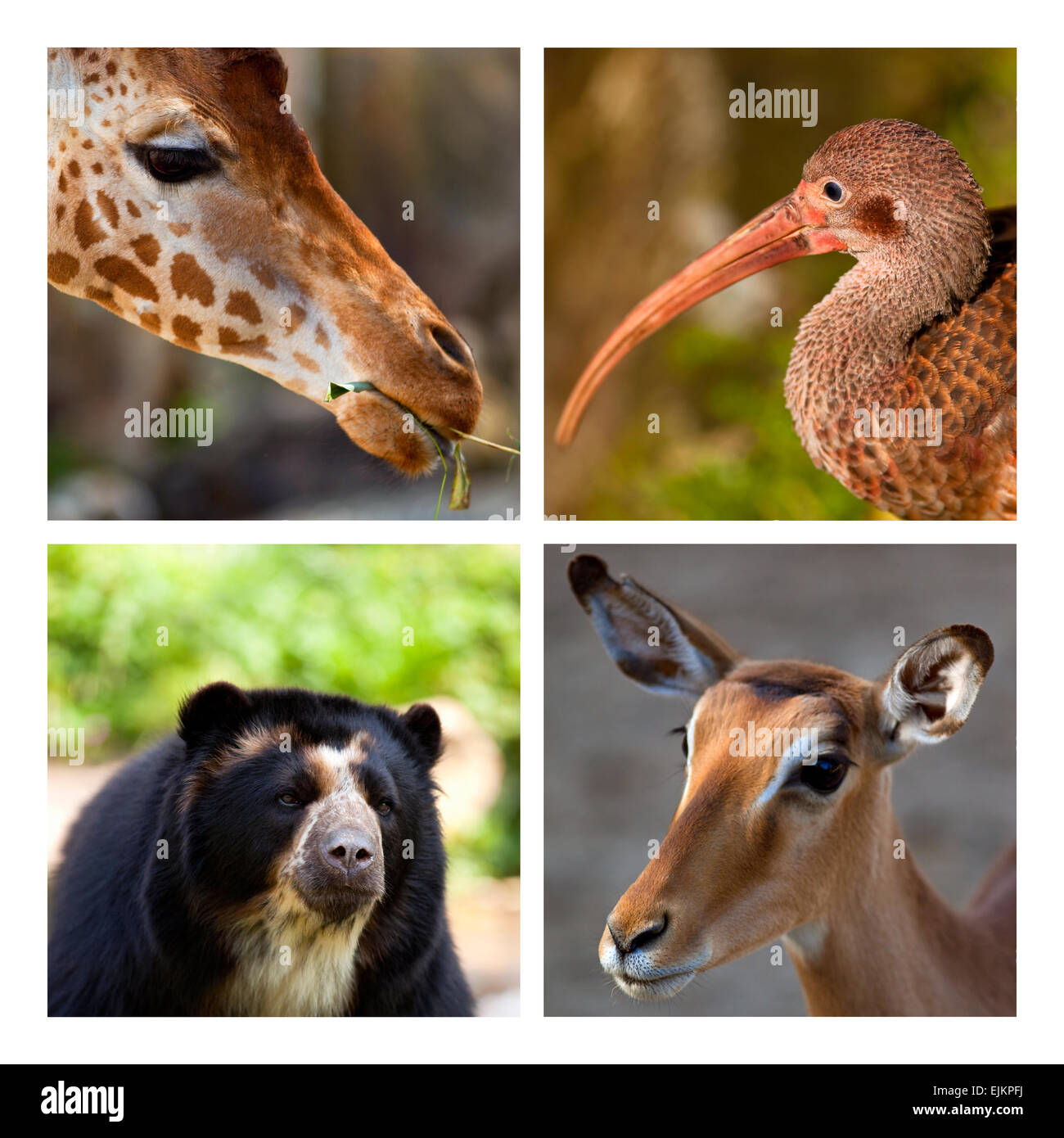 Close up di varie testine di animali su un collage Foto Stock