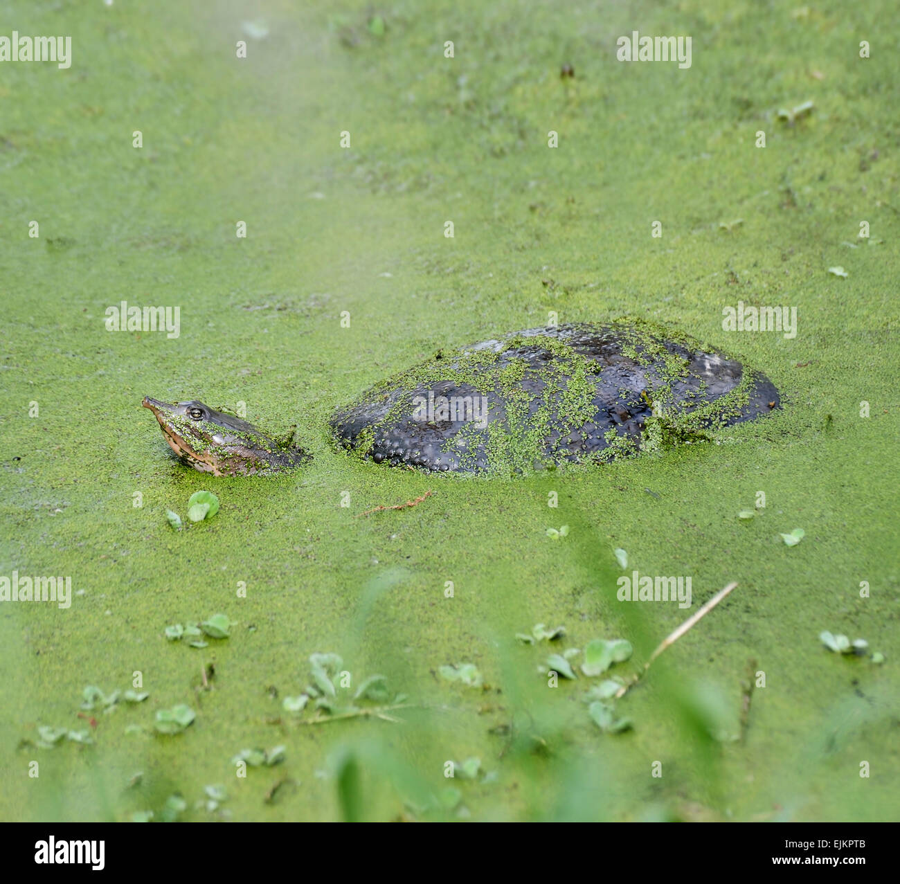 Florida guscio morbido Turtle nella palude Foto Stock