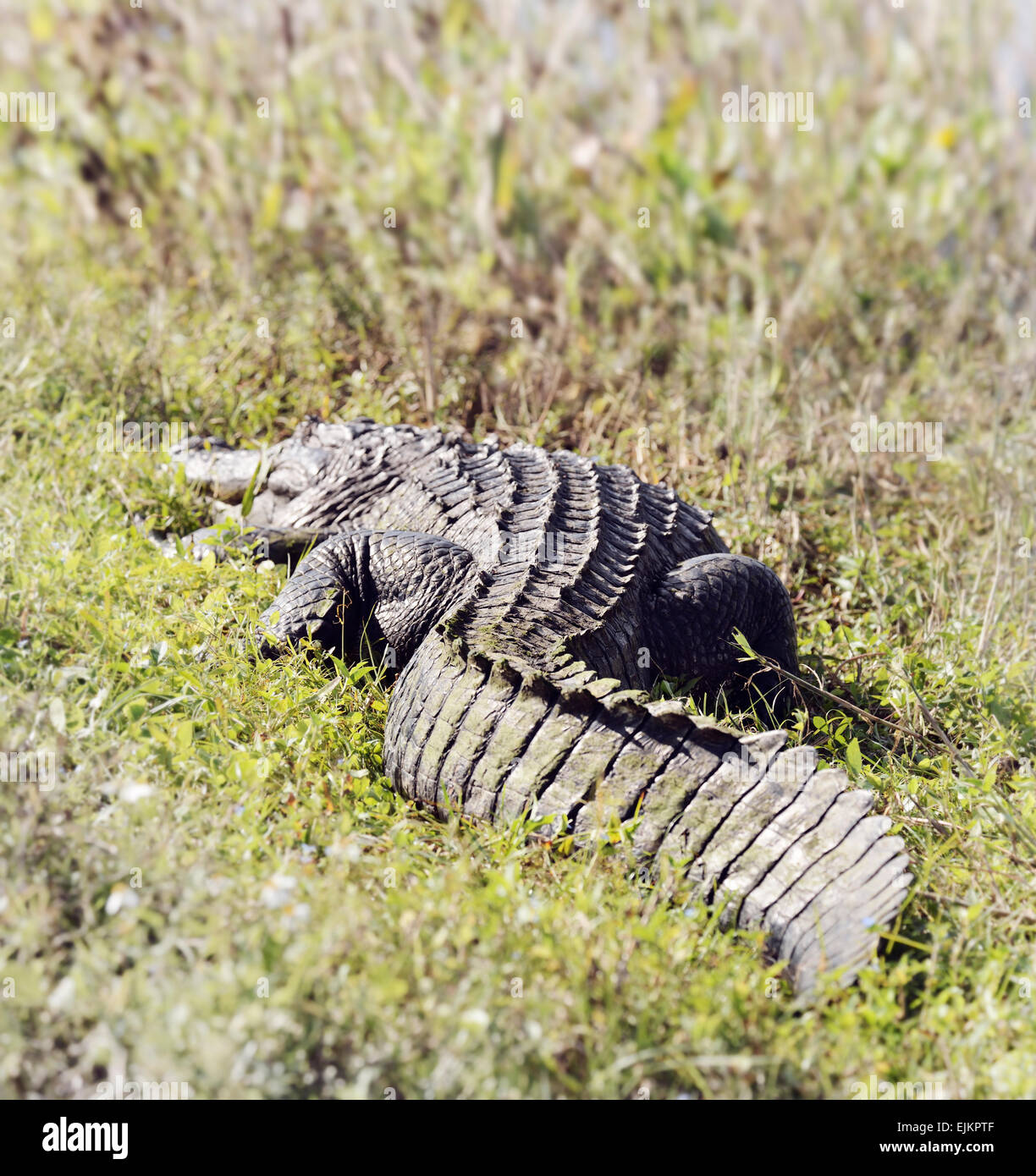 Il coccodrillo americano (Alligator Mississippiensis) crogiolarsi al sole della Florida zone umide Foto Stock
