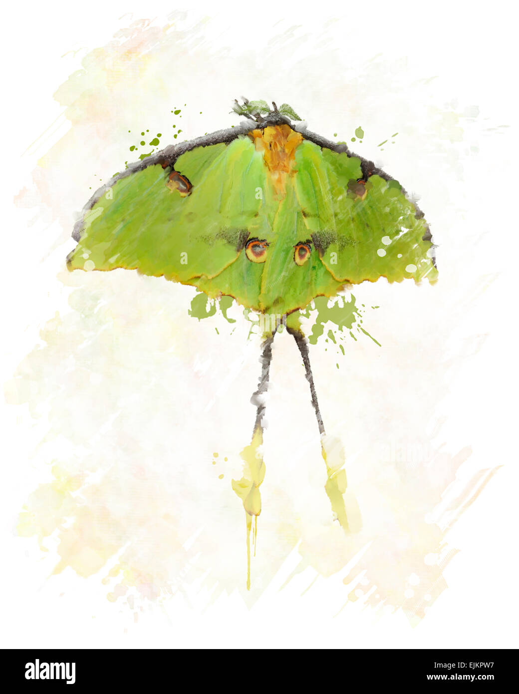 La pittura digitale di Luna Moth Foto Stock