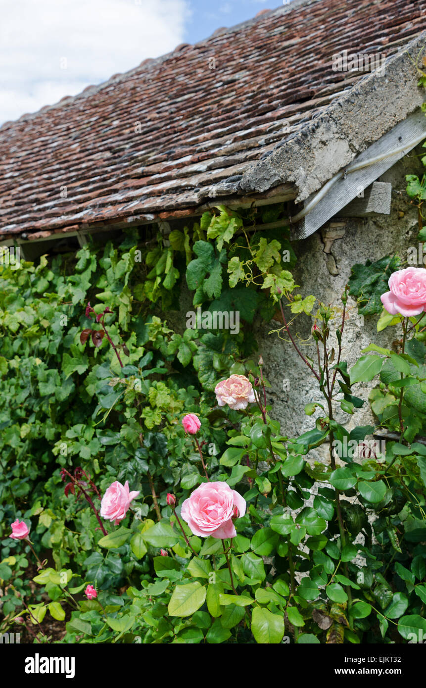 Le rose rosa e vigneti coprono i fianchi di un piccolo annesso in pietra nel Domaine de la Folie, una vigna in Borgogna, Francia. Foto Stock