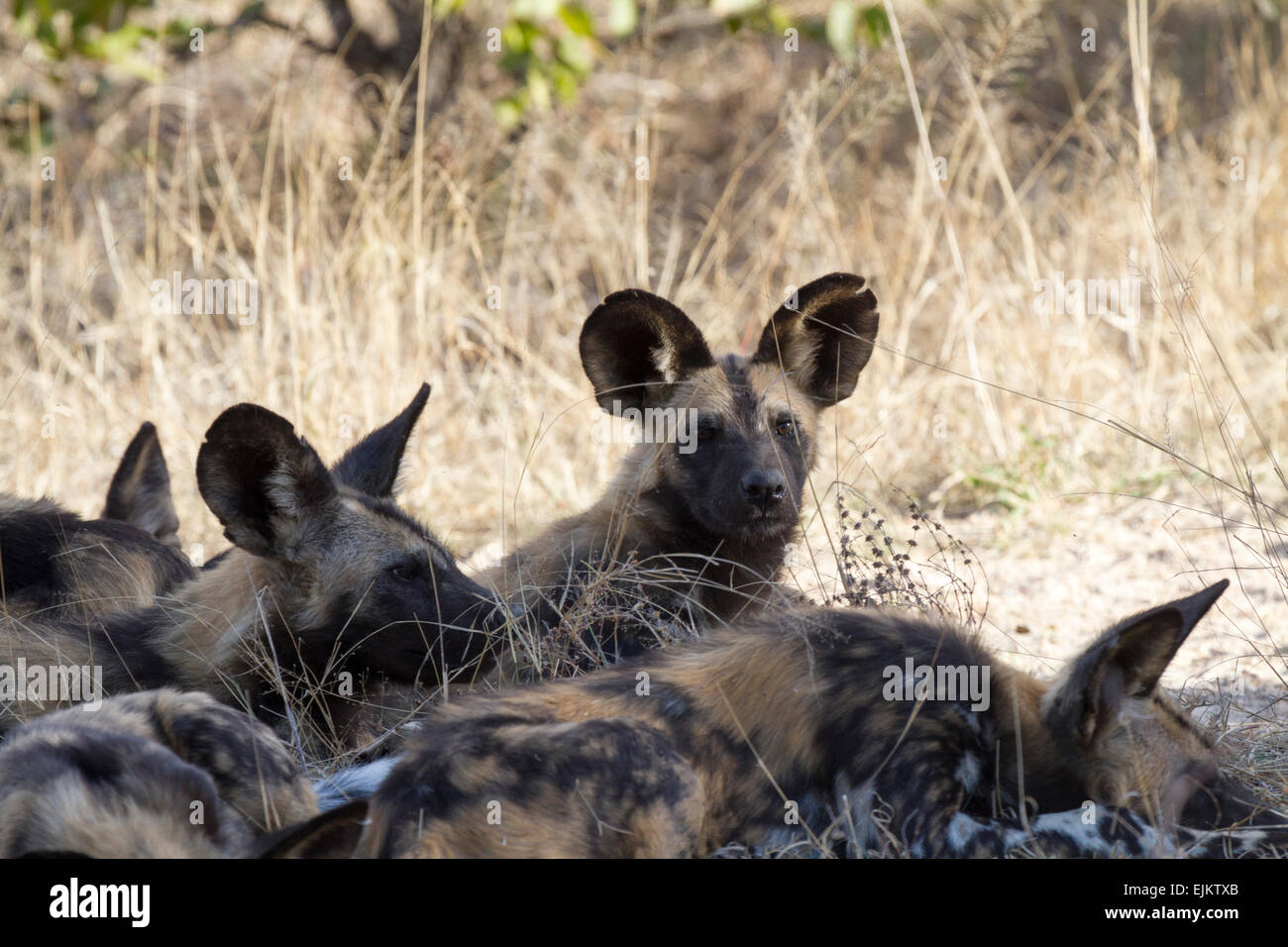 Pack di African cani selvatici, Ngala Private Game Reserve, Sud Africa Foto Stock