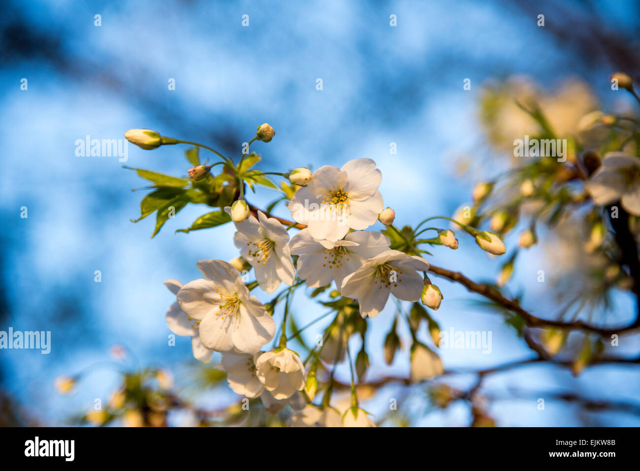 Oshima sakura(Cerasus speciosa),il parco Sumida,Tokyo Giappone Foto Stock