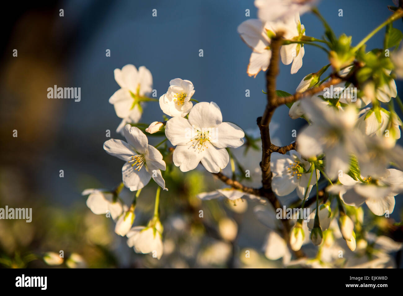 Oshima sakura(Cerasus speciosa),il parco Sumida,Tokyo Giappone Foto Stock