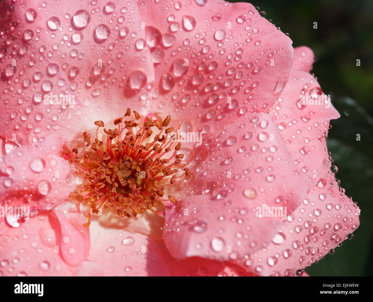 Bel fiore-rose con petali di bagnato Foto Stock