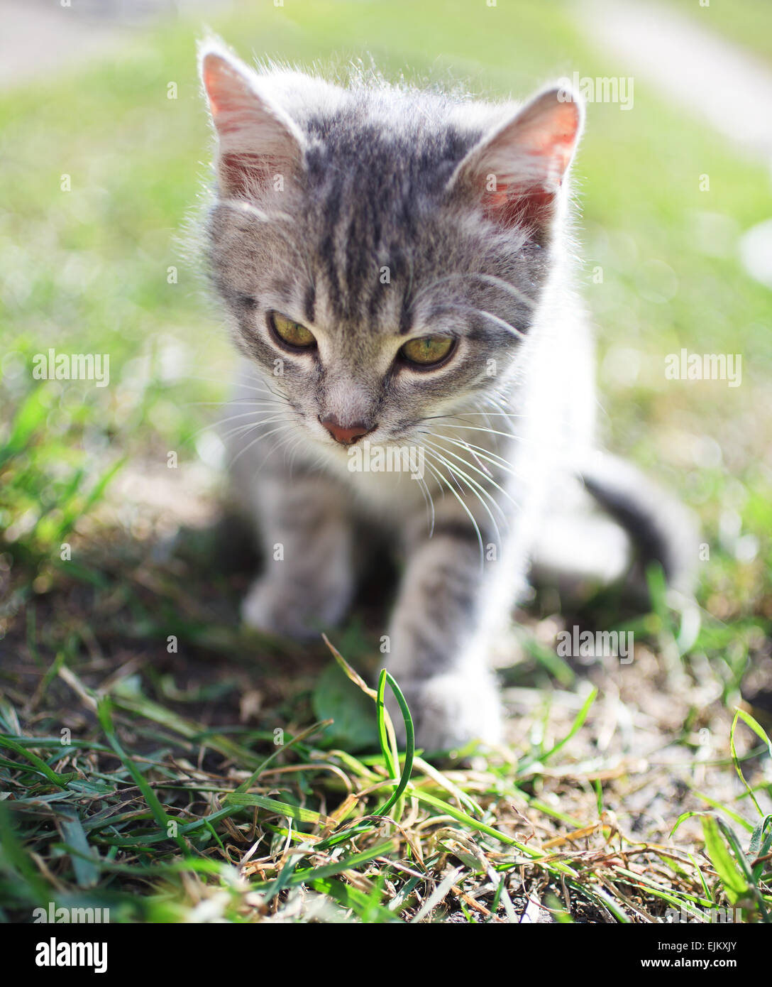 Piccolo gattino Foto Stock