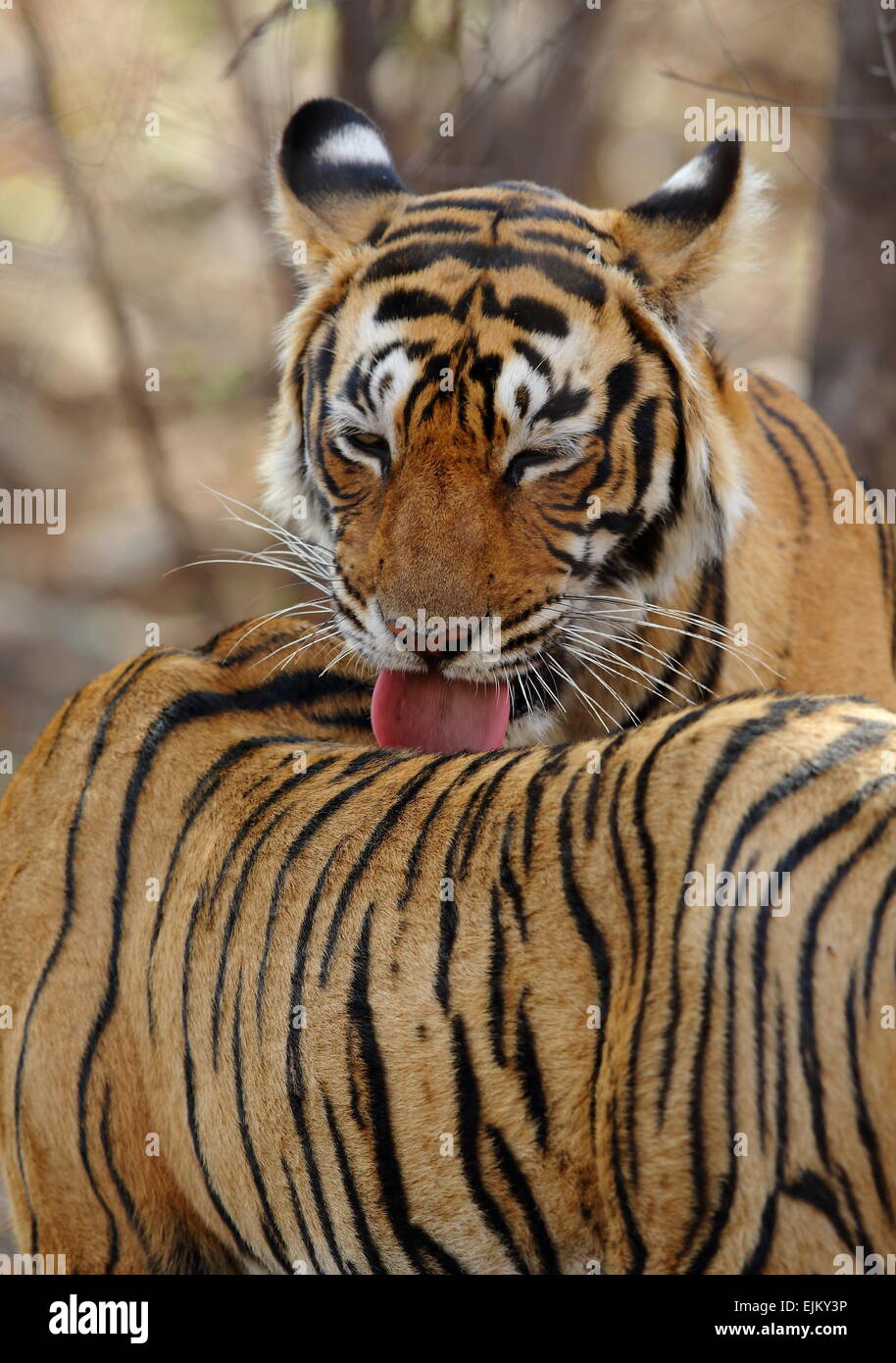 Una tigre e cub nuzzling in Ranthambhore National Park in India Foto Stock