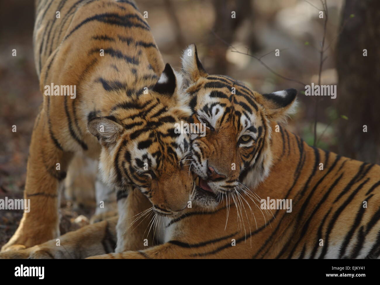 Una tigre e cub nuzzling in Ranthambhore National Park in India Foto Stock