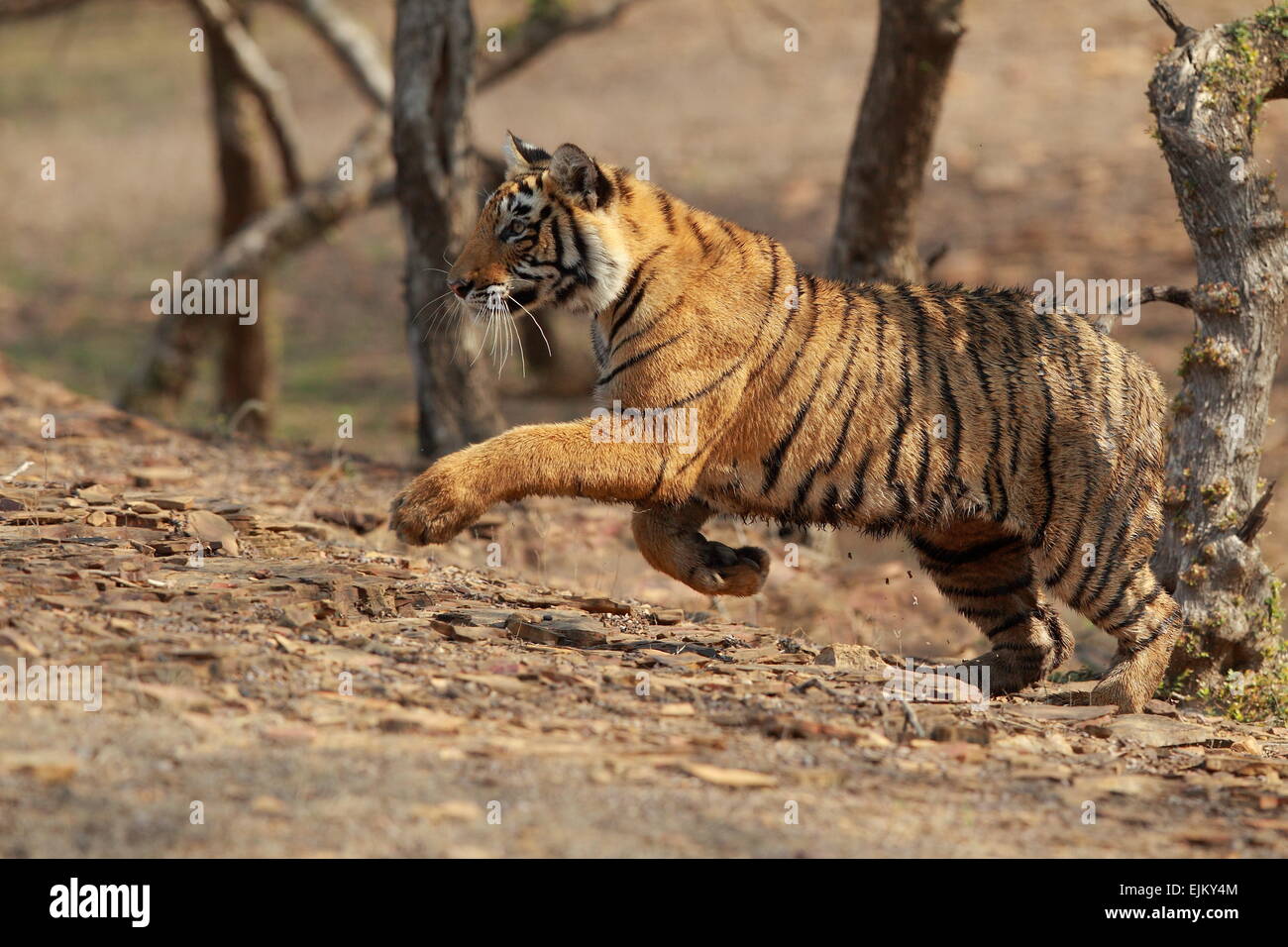 Royal tigre del Bengala cubs giocare combattimenti in Ranthambhore Parco Nazionale dell'India Foto Stock