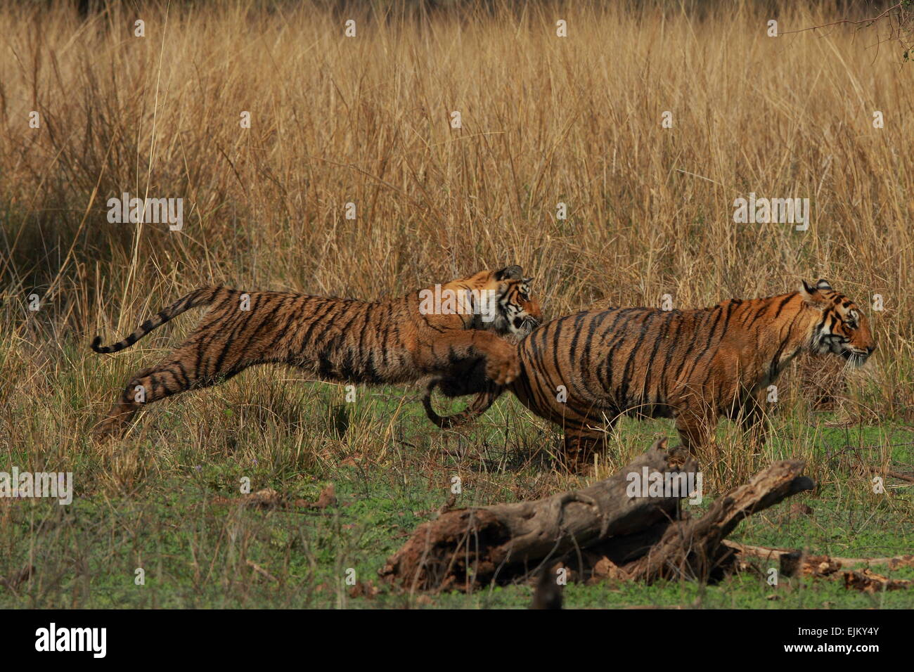 Royal tigre del Bengala cubs giocare combattimenti in Ranthambhore Parco Nazionale dell'India Foto Stock
