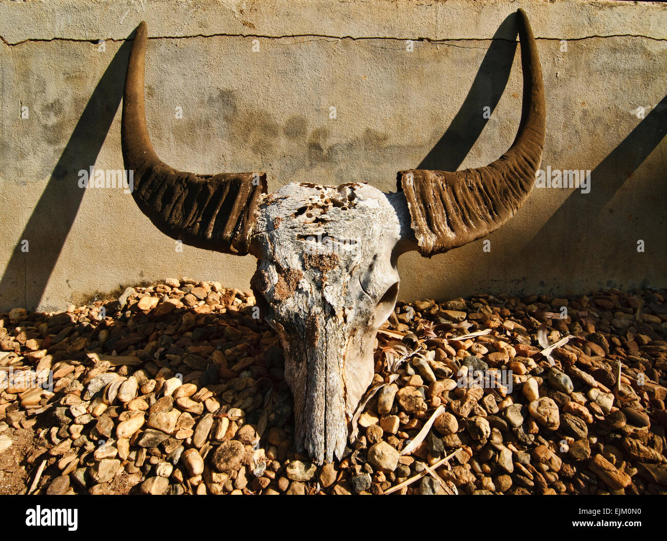 Corno di bufalo al Museo Bandaam, nero della casa o Tempio nero nella provincia di Chiang Rai, Thailandia Foto Stock
