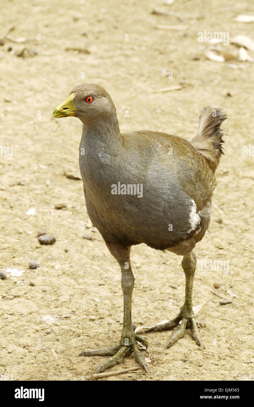 Ritratto di un uccello marrone Foto Stock