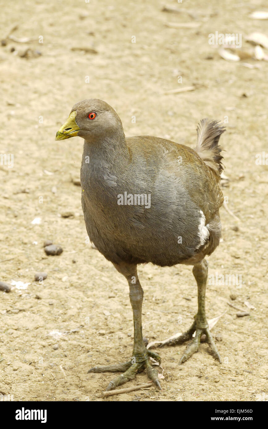 Ritratto di un uccello marrone Foto Stock
