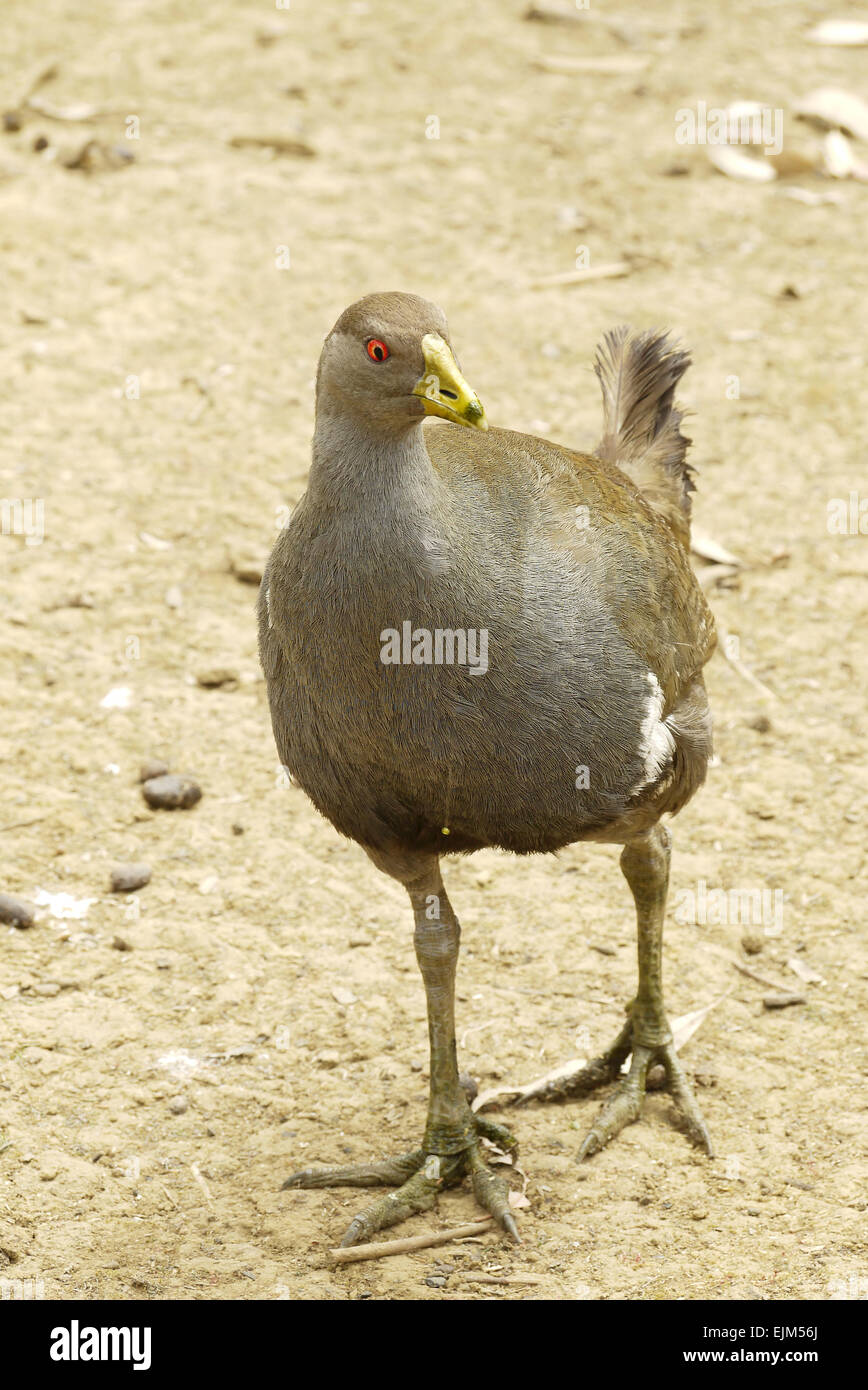Ritratto di un uccello marrone Foto Stock