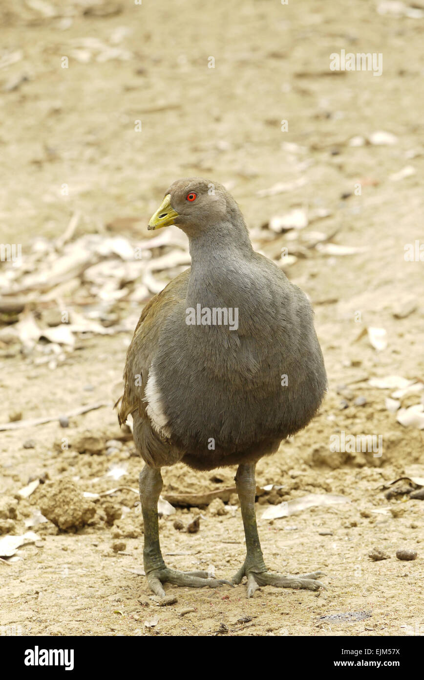 Ritratto di un uccello marrone Foto Stock