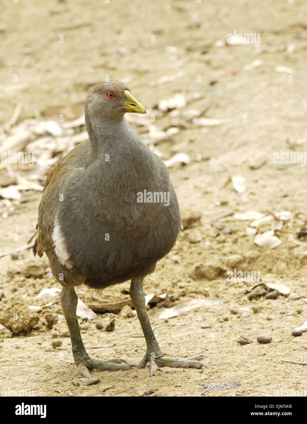 Ritratto di un uccello marrone Foto Stock