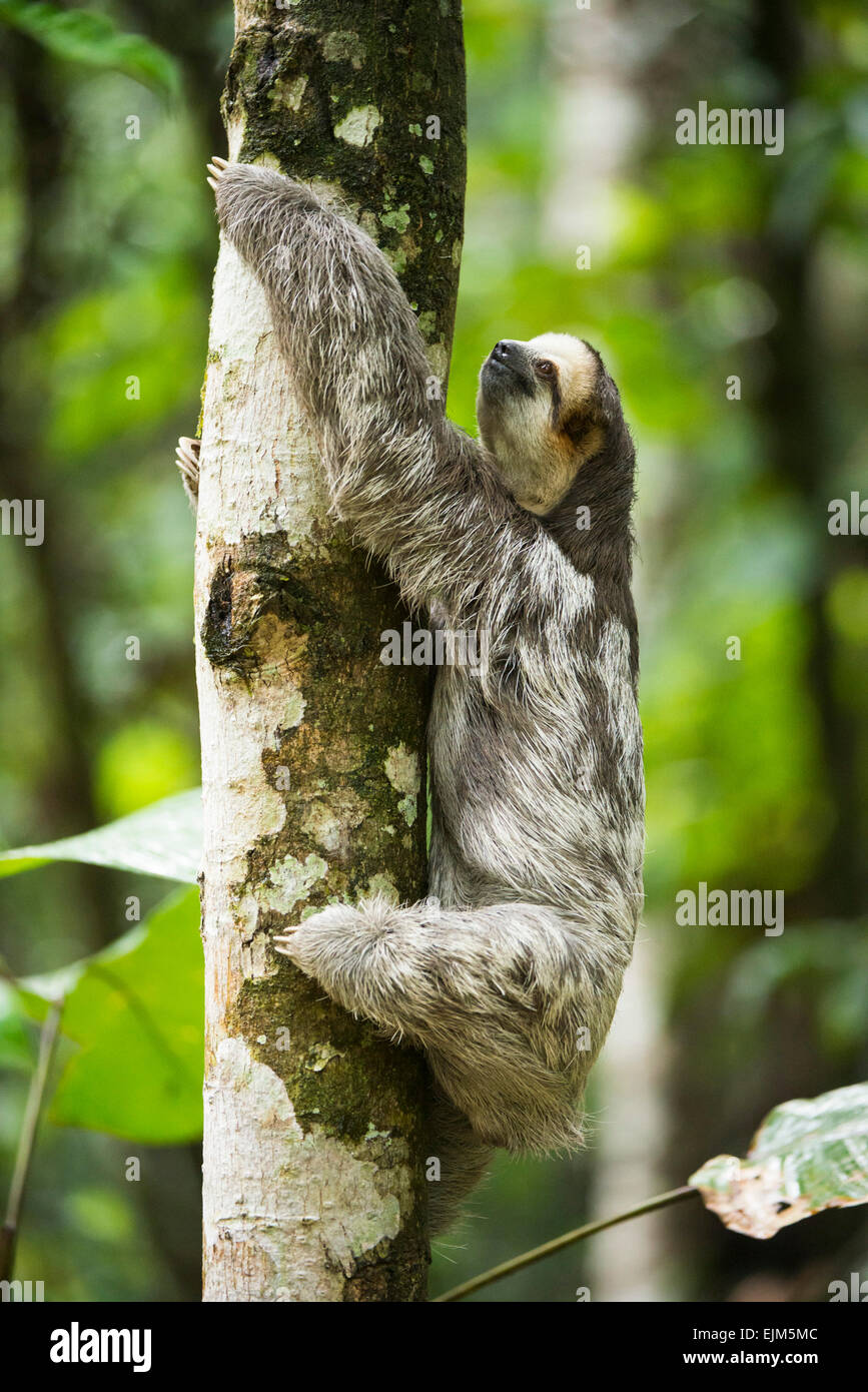 Pale-throated sloth (Bradypus tridactylus), Suriname Foto Stock