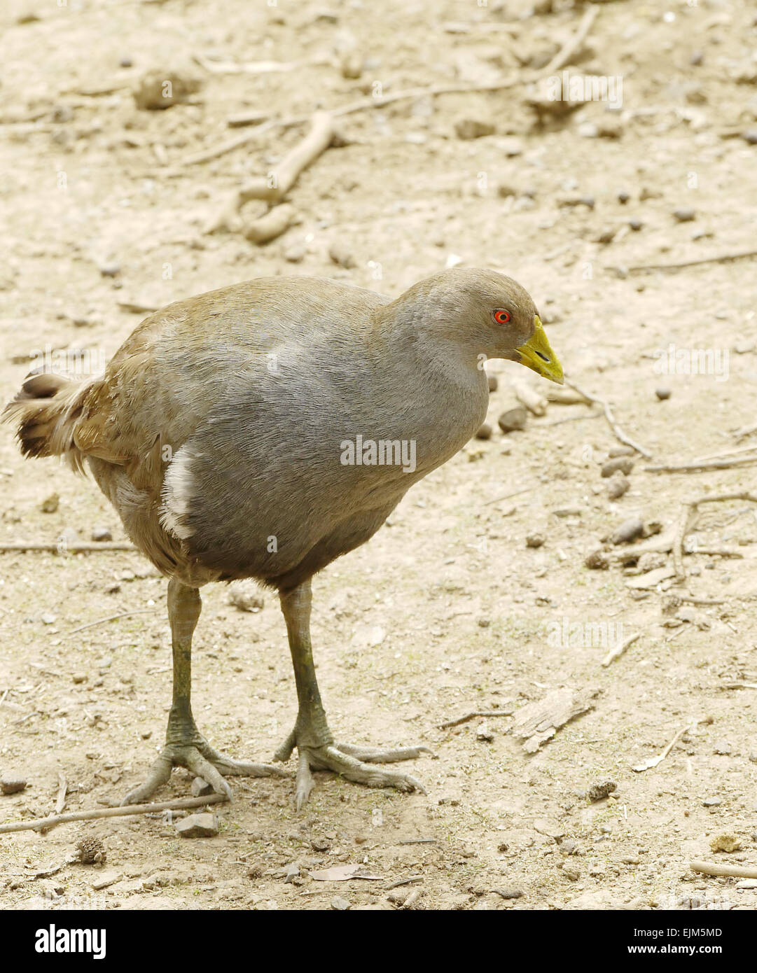 Ritratto di un uccello marrone Foto Stock