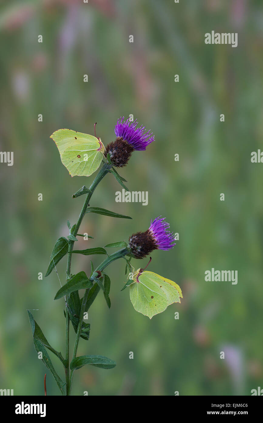 Brimstone farfalle.(Gonepteryx rhamni) Foto Stock