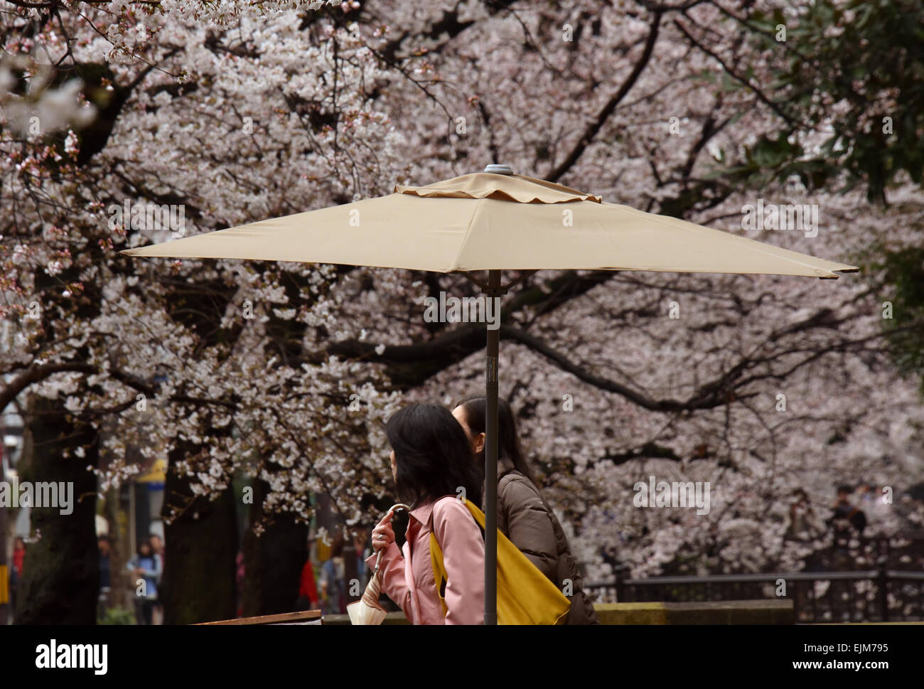 Kyoto, Giappone. 29 Mar, 2015. Fiori di Ciliegio sono quasi ma non abbastanza in piena fioritura lungo il fiume Takase ma essi dont stop residenti a Kyoto, Giappone occidentale, da apprezzare la loro etereo, effimero, delicata bellezza domenica 29 marzo, 2015. Credito: Natsuki Sakai/AFLO/Alamy Live News Foto Stock