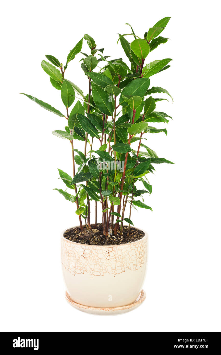 Piccolo albero di alloro in vaso di fiori isolati su sfondo bianco. Primo piano. Foto Stock