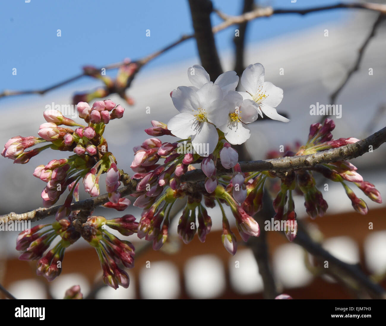 Kyoto, Giappone. 29 Mar, 2015. A causa del fallo Meteo per tutto il weekend, Cherry Blossoms non sono abbastanza in piena fioritura a Kyoto, Giappone occidentale, domenica 29 marzo, 2015. Credito: Natsuki Sakai/AFLO/Alamy Live News Foto Stock