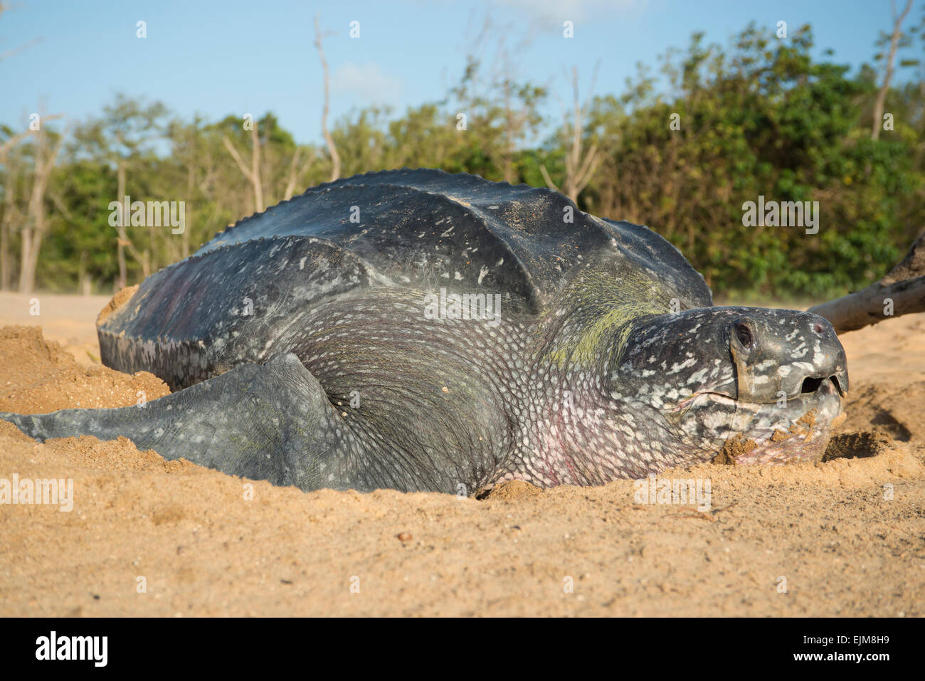 Liuto di mare di nidificazione della tartaruga sulla spiaggia, Dermochelys coriacea, Matapica, Suriname Foto Stock