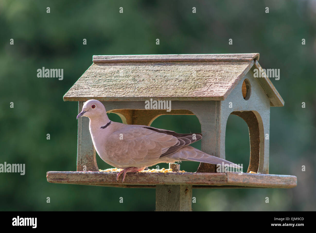 Colomba a collare in legno bird tabella nel giardino interno Gloucestershire England Regno Unito. Foto Stock