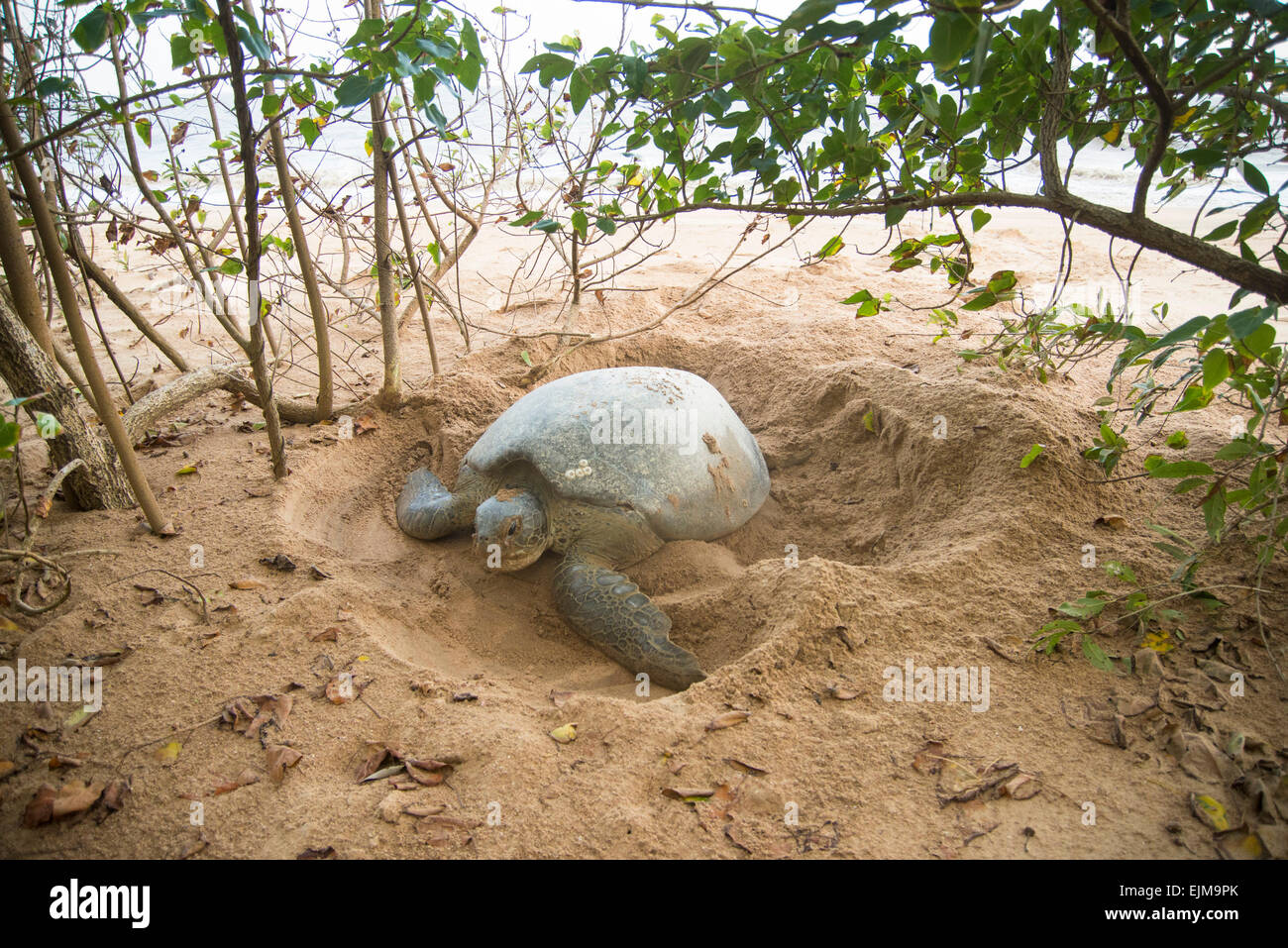 Verde di nidificazione della tartaruga sulla spiaggia, Chelonia Mydas, Matapica, Suriname Foto Stock
