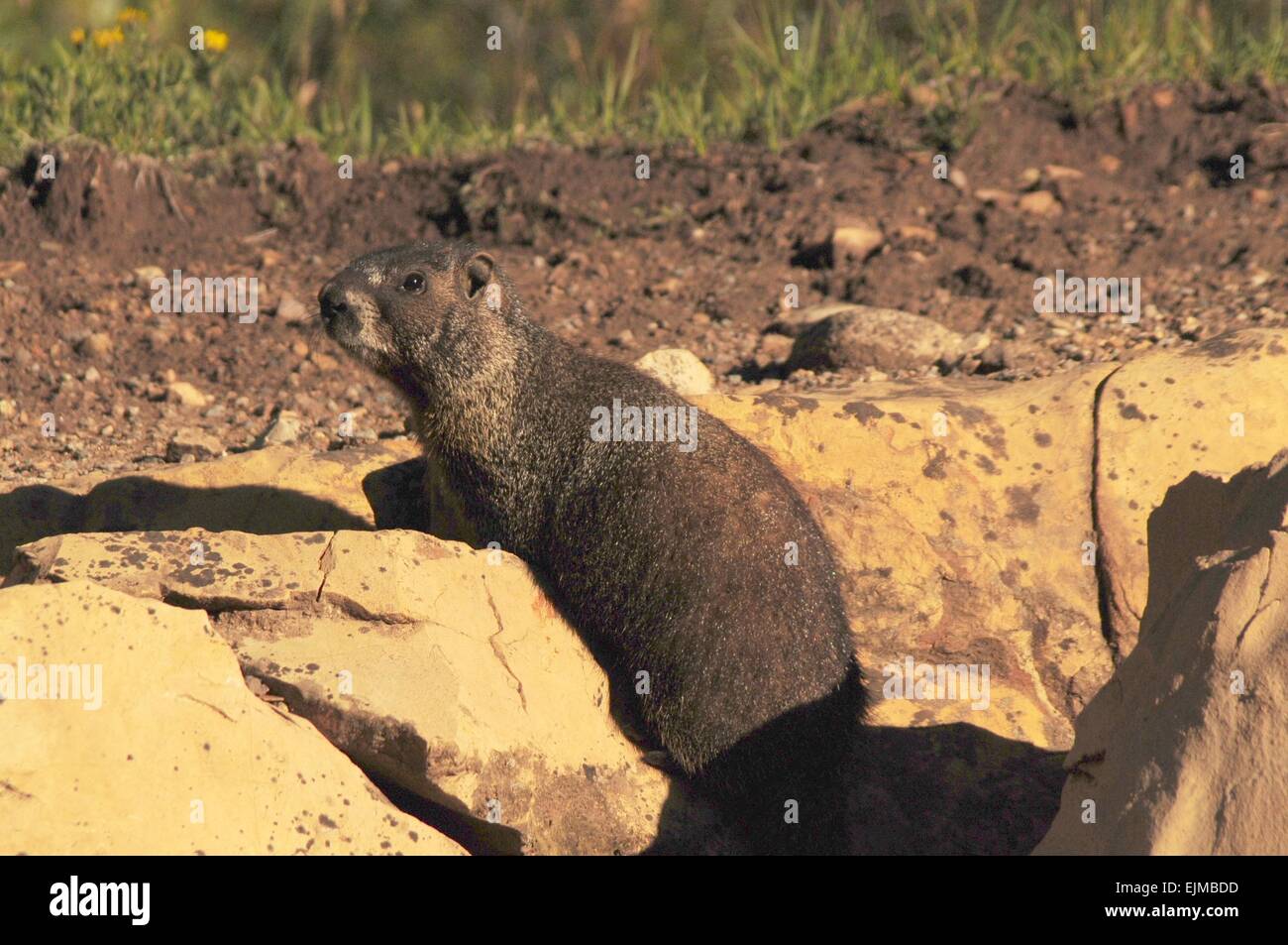 La marmotta in rocce strada - Colorado - USA Foto Stock