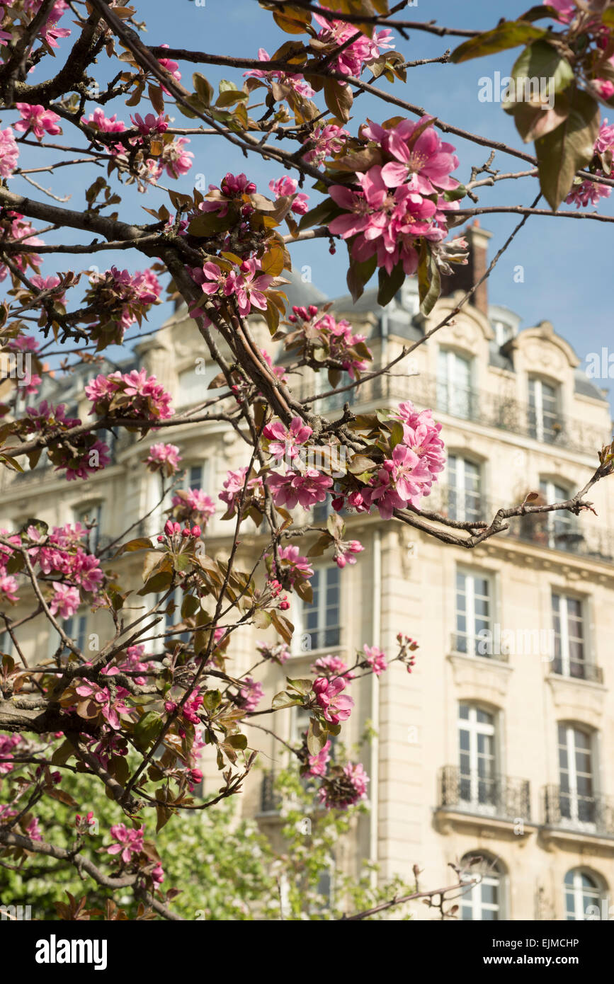 Fiori di colore rosa crabapple tree (malus) a Parigi in primavera Foto Stock