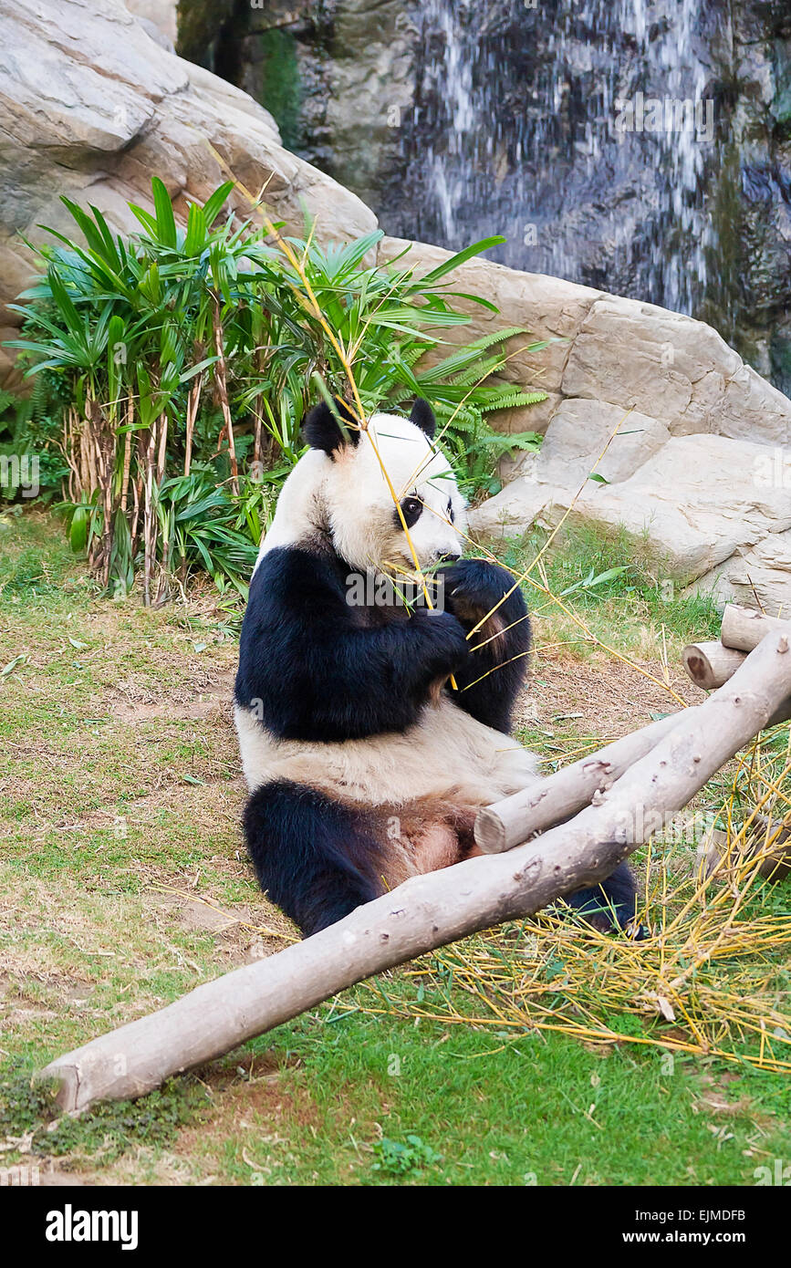 Panda gigante (Ailuropoda melanoleuca) mangiando bambù in Hong Kong zoo Foto Stock