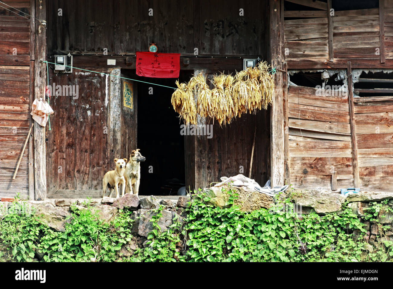 Rundown casale in povertà coniata area rurale nella provincia di Guizhou, la Cina nel 2008. Due sono stati i cani a guardia della porta in 2008 Foto Stock