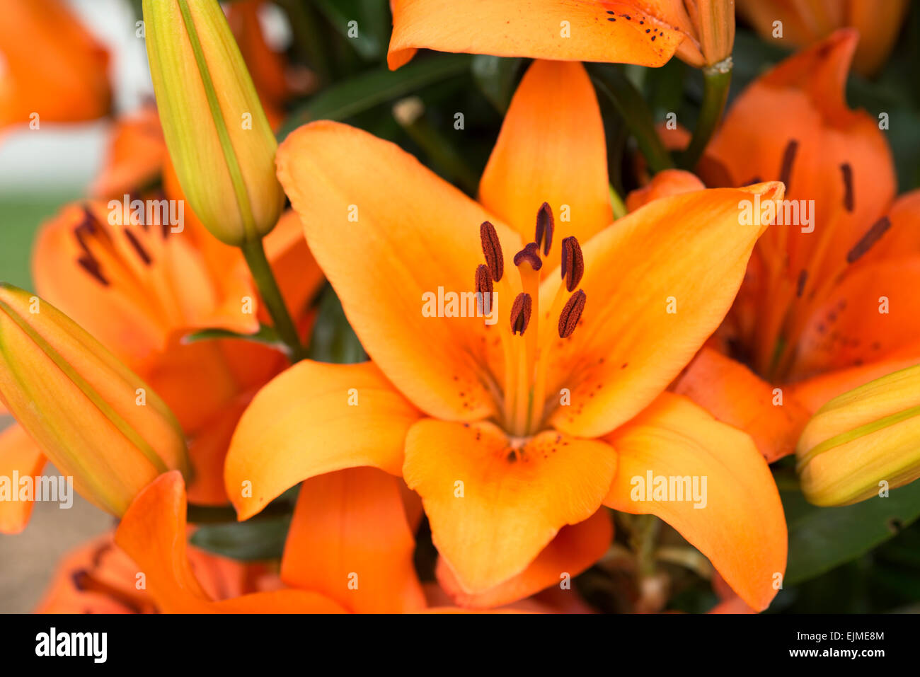 Il Lilium Tresor, arancione giglio asiatico Foto Stock