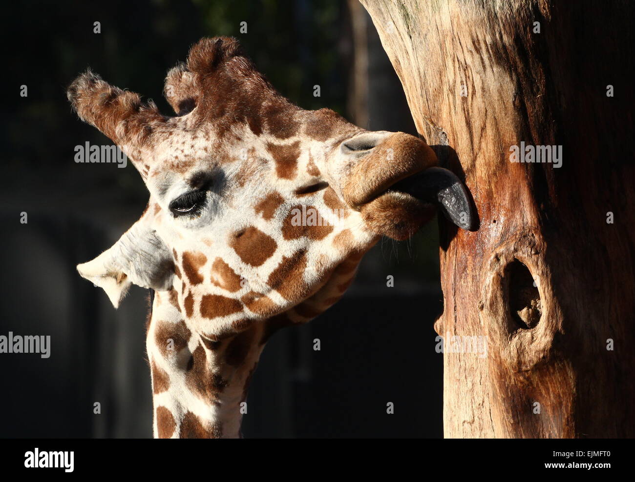 Primo piano della testa di un traliccio o giraffa somala (Giraffa camelopardalis reticulata) leccare un tronco di albero Foto Stock