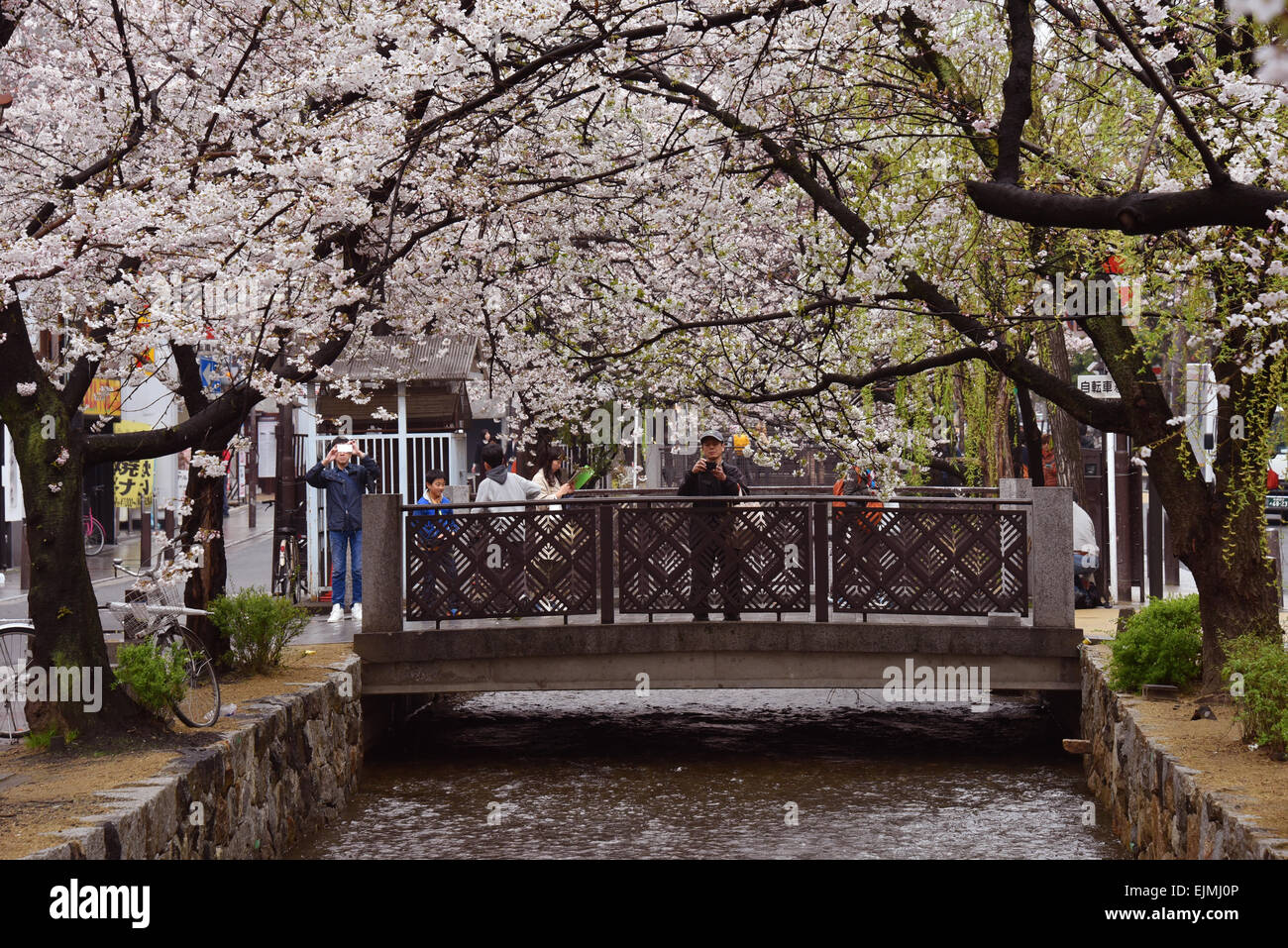 Kyoto, Giappone. 29 Mar, 2015. Fiori di Ciliegio sono quasi ma non abbastanza in piena fioritura lungo il fiume Takase ma essi dont stop residenti a Kyoto, Giappone occidentale, da apprezzare la loro etereo, effimero, delicata bellezza domenica 29 marzo, 2015. © Natsuki Sakai/AFLO/Alamy Live News Foto Stock