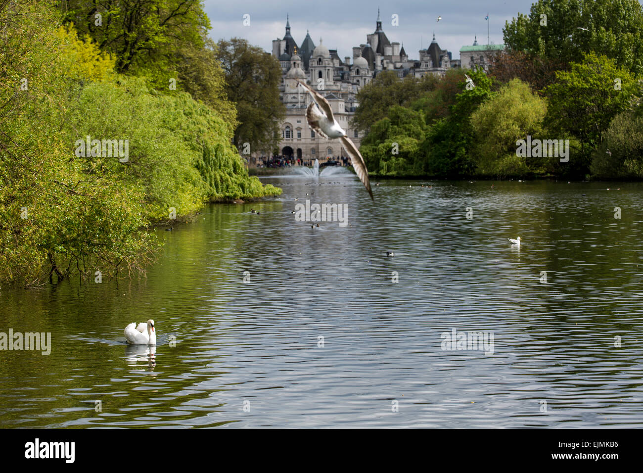 Il St James Park Lake con cigni, Whitehall, Londra Foto Stock