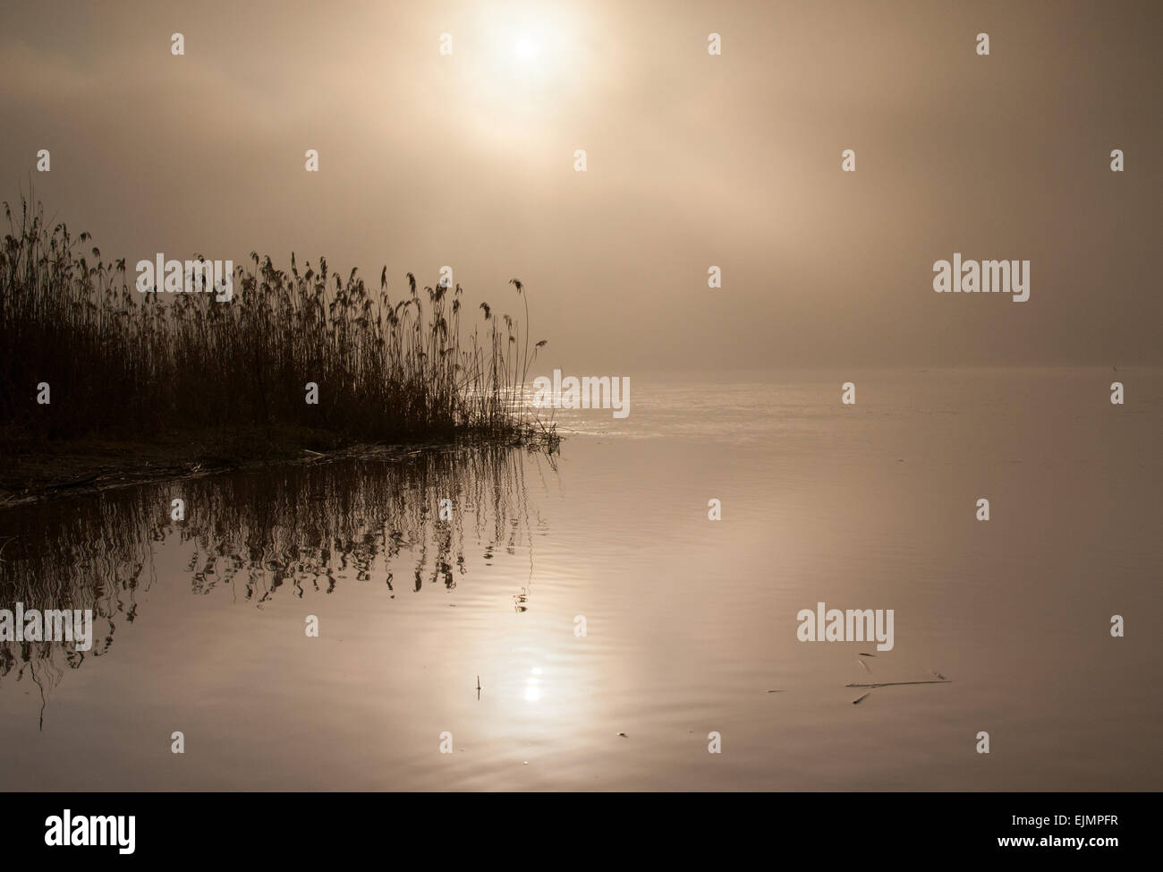 La polonia.Foggy Dawn sul fiume Bug in tarda estate.molto fitta nebbia con il disco del sole che mostra attraverso e con lamelle riflettenti Foto Stock