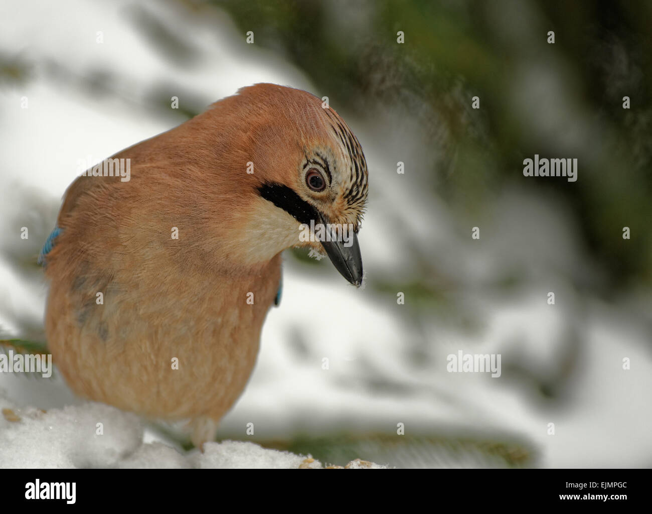 La Polonia in inverno.Jay seduta sul ramo innevato e in cerca di cibo.vista orizzontale.Si tratta di un ritratto di Jay Foto Stock