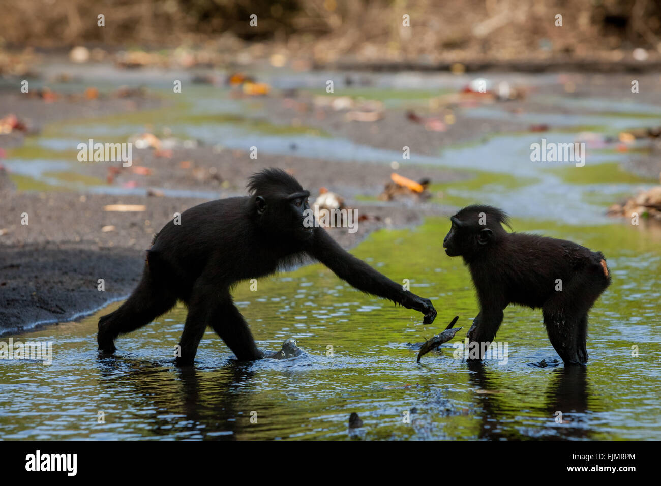 I macachi neri di Sulawesi (Macaca nigra) giocano in un ruscello vicino a una spiaggia nella Riserva Naturale di Tangkoko, Sulawesi settentrionale, Indonesia. Foto Stock