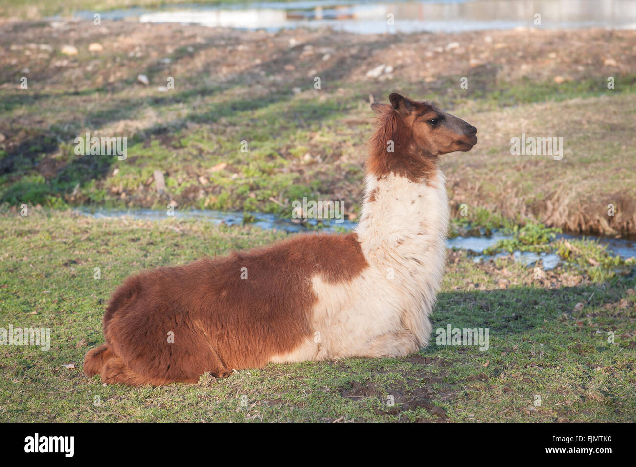 Marrone e tan llama si trova in basso in un campo vicino a un ruscello Foto Stock