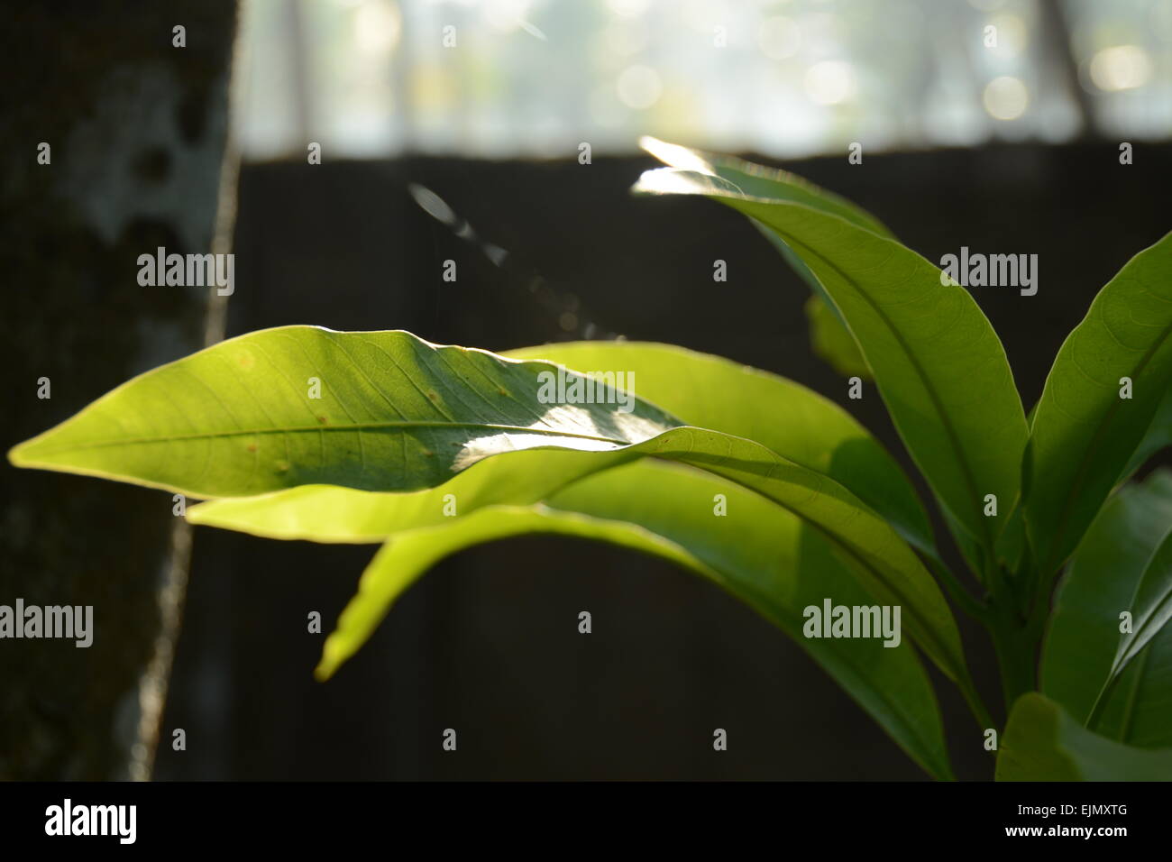 Luce del sole sulle foglie verdi Foto Stock