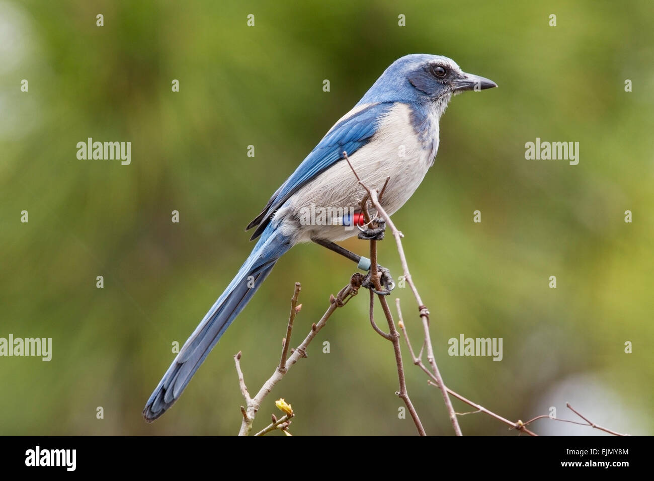 Florida Scrub Jay (Aphelocoma coerulescens) adulto indossando le bande scientifica, arroccato nella vegetazione, Florida, Stati Uniti d'America Foto Stock