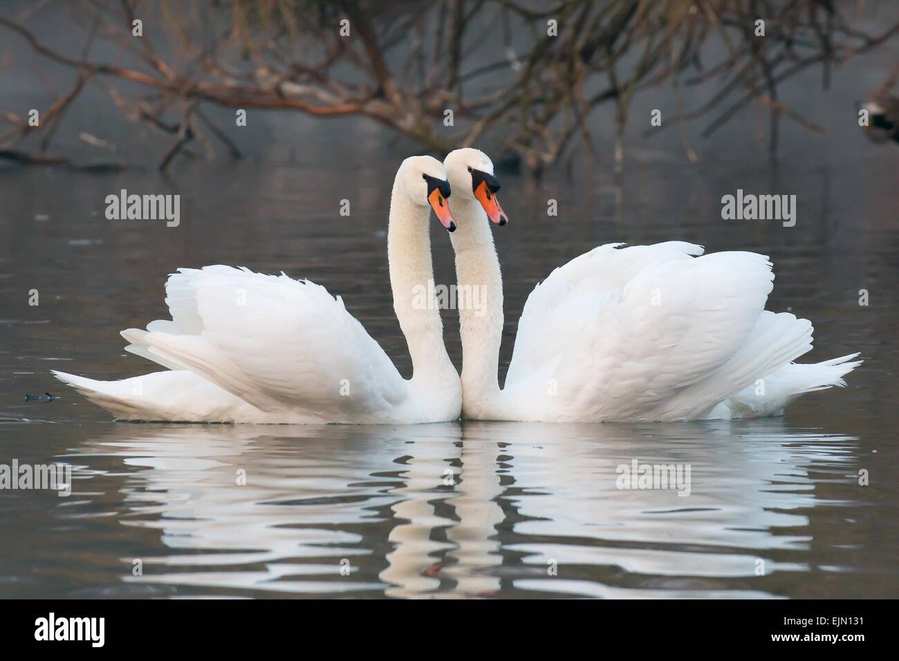 Il corteggiamento di due cigni (Cygnus olor), Hesse, Germania Foto Stock