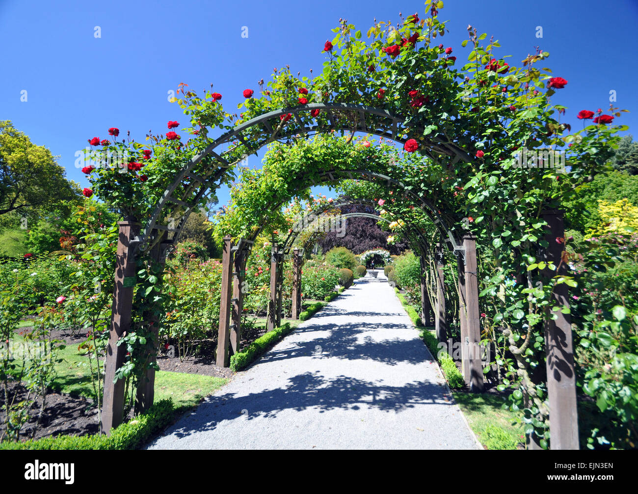 Lady Norwood Rose giardini in stile inglese Christchurch Giardini Botanici, Nuova Zelanda, è la casa di questo arco di rose. Foto Stock