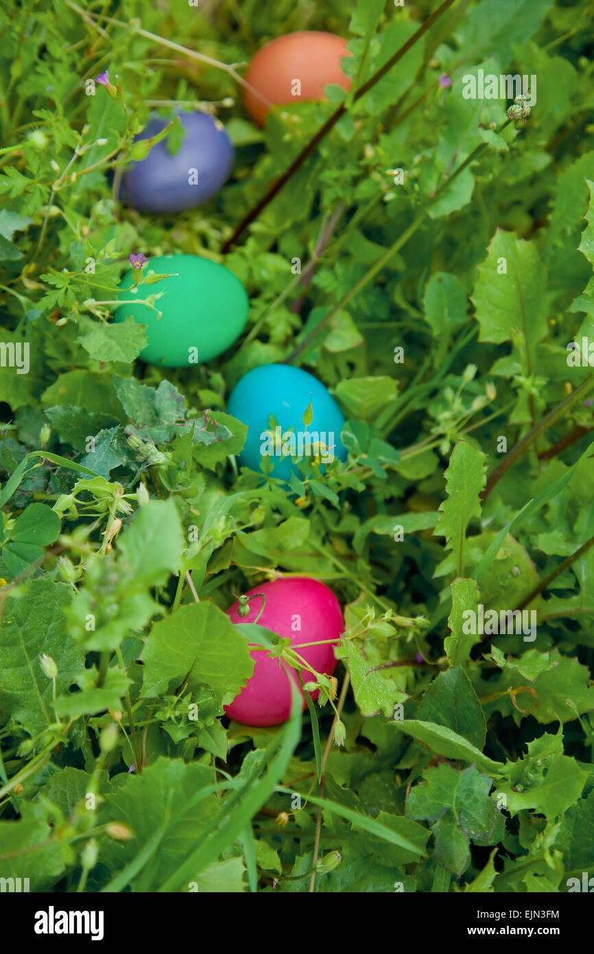 Pasqua a caccia di uova colorate in erba (focus sull'erba) Foto Stock