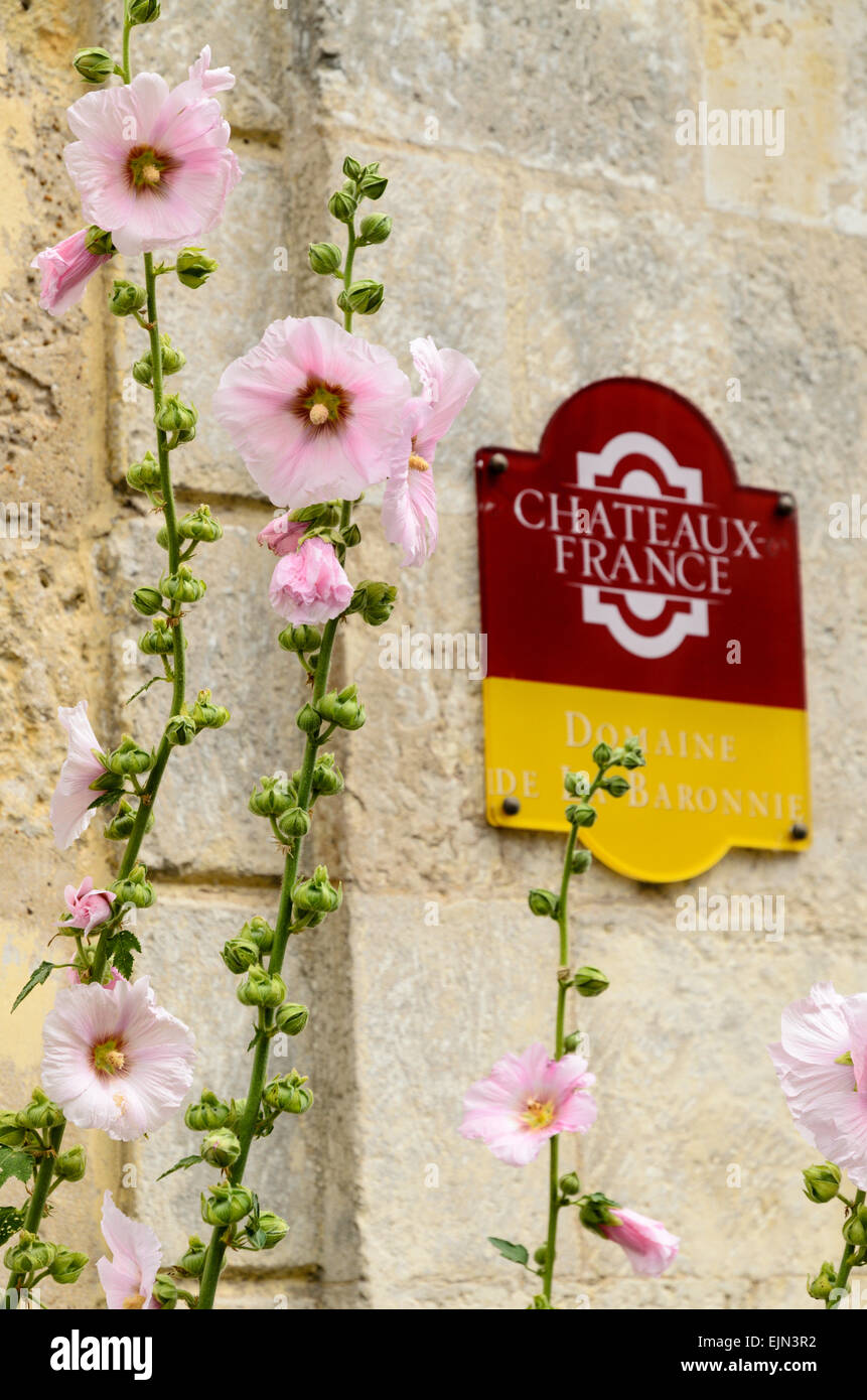 Pink Hollyhocks (Alcea) nella parte anteriore del Chateaux Hotel Francia Hotel in St Martin de Re, Ile de Re, Francia Foto Stock